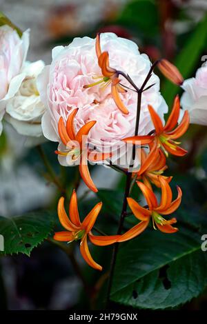 Lilium-Martagon-Orangenmarmelade, Rosa Emily Bronte, Rose Emily Bronte, türkenkappenlilie, orangefarbene Maragons, Mandarinenorangenlilie, Mandarinenorangenblüten, fl Stockfoto