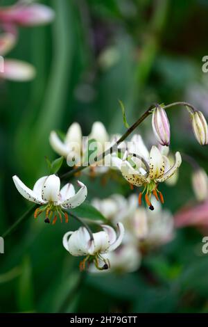 lilium martagon var albiflorum, Lilie, Lilie, weiß rosa gefleckte Blume, Blume, Blumen, mehrjährig, Sommer, türken Cap Lilie, RM Floral Stockfoto