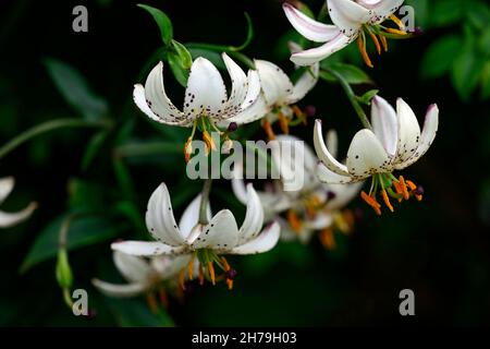 lilium martagon var albiflorum, Lilie, Lilie, weiß rosa gefleckte Blume, Blume, Blumen, mehrjährig, Sommer, türken Cap Lilie, RM Floral Stockfoto