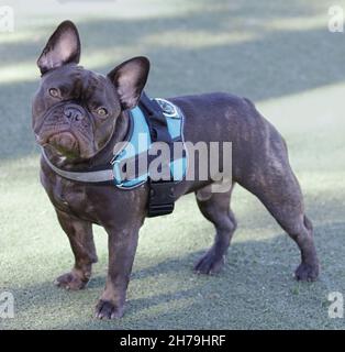 13-Monate-Alte Schokolade Brindel männliche Französin, die Kamera anschaut. Hundepark an der Leine in Nordkalifornien. Stockfoto