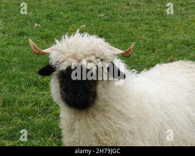 Der Kopf eines schwarzen Nasenschafes. Walliser schwarznase Schaf. Stockfoto