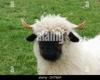 Der Kopf eines schwarzen Nasenschafes. Walliser schwarznase Schaf. Stockfoto