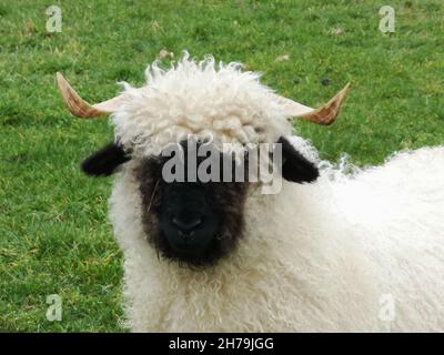 Der Kopf eines schwarzen Nasenschafes. Walliser schwarznase Schaf. Stockfoto