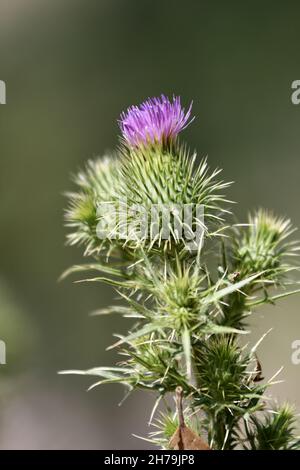 Eine vertikale Aufnahme einer wachsenden Distel in einem Wald Stockfoto