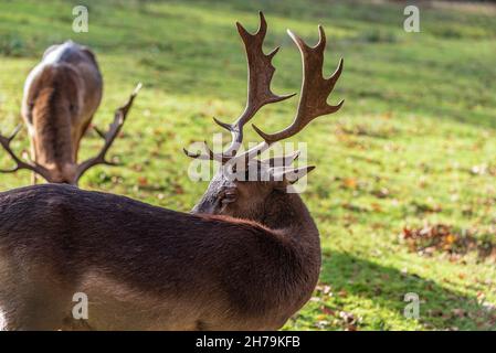 Damhirsch-Buck mit palmattierten Geweihen. Stockfoto