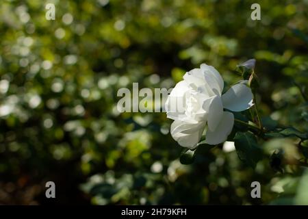 Weiße Rosen blühen im Sommergarten. Schöne zarte Rose Nahaufnahme auf einem verschwommenen grünen Hintergrund. Weicher selektiver Fokus, rundes Bokeh, helle Sonneni Stockfoto