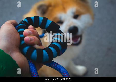 Mann, der einen Hund an einer blauen Leine hält. Mit einem Hund auf einen Spaziergang. Gehen Stockfoto