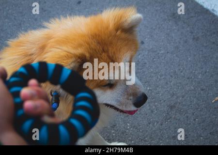 Mann, der einen Hund an einer blauen Leine hält. Mit einem Hund auf einen Spaziergang. Gehen Stockfoto