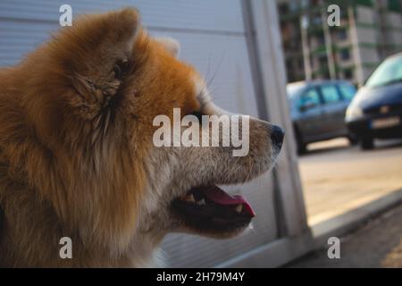 Japanische Akita Nahaufnahme Gesicht. Niedlicher Hund mit orangefarbenem weißen Gesicht aus der Nähe. Aufgewachsen Akita Stockfoto
