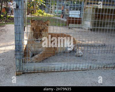 Aphrodite, eine Liger (Kreuzung zwischen einem männlichen Löwen und einem weiblichen Tiger) in ihrem Gehege im Octagon Wildlife Sanctuary in Punta Gorda, Florida, USA, 2020 Stockfoto