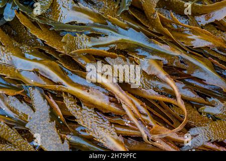 Seegras, das an Felsen an der Küste von bembridge auf der Insel wight uk befestigt ist, sind die von der Flut an der Küste nassen britischen Seegras-Blätter. Stockfoto