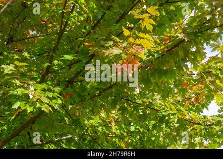 Hybrid Freeman's Maple (Acer x freemanii) Street Trees, in der Nähe von Wormwood Scrubs, Ladbroke Grove, London Stockfoto