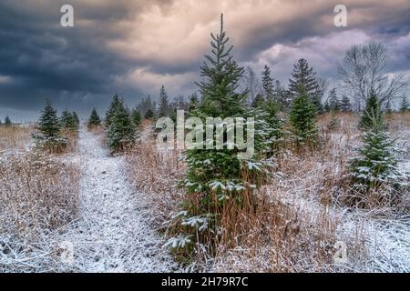 Schnee fällt auf einer Weihnachtsbaumfarm. Stockfoto