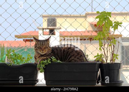 Hauskatze schläft auf den Gewürztöpfen und Szenen seines Zusammenlebens in unserem Haus. Stockfoto