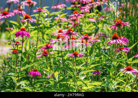 Blühende schöne Echinacea Purpurea oder Koneblümchen im Sommergarten Stockfoto