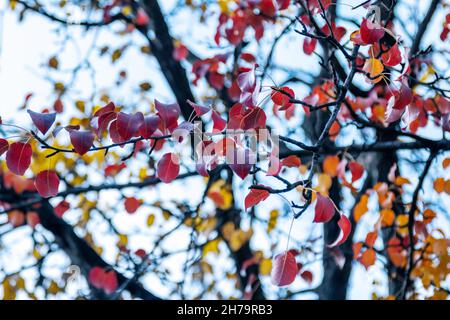 Herbst Natur Details – Baum Zweig mit leuchtend roten Blättern. Herbstlaub Hintergrund. Stockfoto