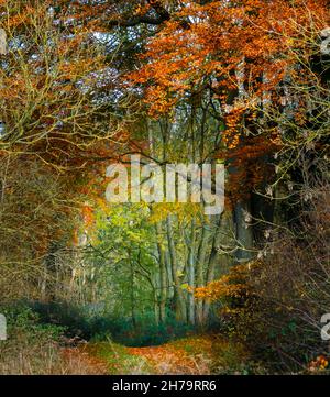 Sonnenlicht, das durch einen Waldweg mit goldenen Herbstbuchenblättern scheint, die das Bild einrahmen Stockfoto