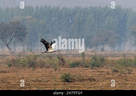 Ein fliegender Domizilkran im Flug über nasses Land Stockfoto