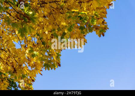 Herbstlicher Norway Maple, London, Großbritannien Stockfoto