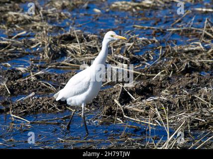 Kuhreiher Stockfoto