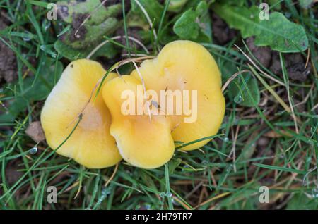 Pilz - Goldener Wachskappen (Hygrocybe chlorophana) Stockfoto