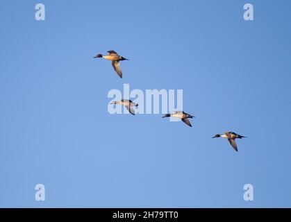 Nördliche Pintails im Flug Stockfoto