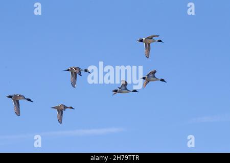 Nördliche Pintails im Flug Stockfoto