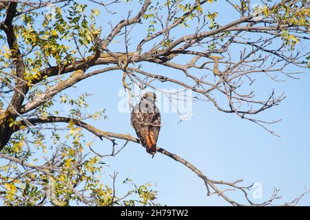 Red tailed Hawk Stockfoto