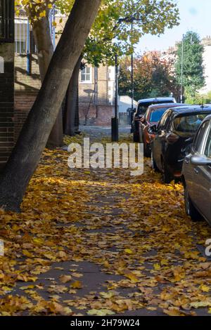 Herbstlicher Norway Maple, London, Großbritannien Stockfoto