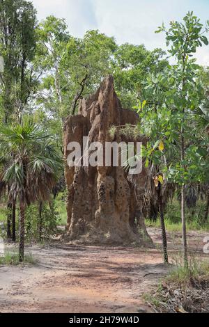 Cathedral Termitenhügel im Litchfield National Park, Northern Territory, Australien. Stockfoto