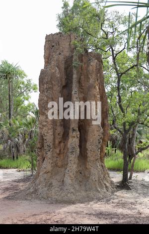 Cathedral Termitenhügel im Litchfield National Park, Northern Territory, Australien. Stockfoto