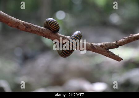 Zappelnder Multiped (Tausendfüßler) auf einem dünnen Baumzweig im mexikanischen Wald Stockfoto