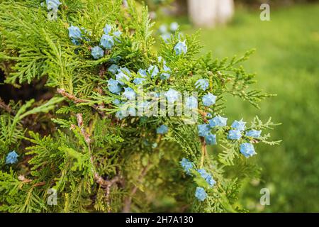 Platycladus oder Oriental Thuja Nahaufnahme Zweig mit reifen blauen Zapfen Stockfoto