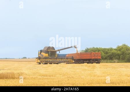 Mähdrescher ernten reifen Weizen. Reife Ähren gold Feld auf den Sonnenuntergang bewölkt orange Himmel Hintergrund. . Konzept für eine reiche Ernte. Landwirtschaft im Stockfoto