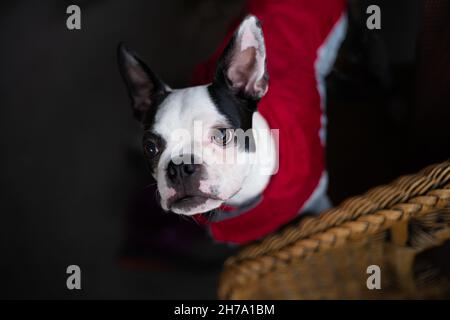 Der weiß gesichtige Boston Terrier Welpe steht auf einem Korbsessel, trägt einen roten Mantel und blickt auf die Kamera, beleuchtet durch das Licht am späten Nachmittag. Stockfoto
