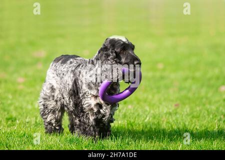 Englisch Cocker Spaniel im Park Stockfoto