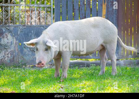 Das schmutzige Schwein läuft um den Hof herum und isst Gras Stockfoto
