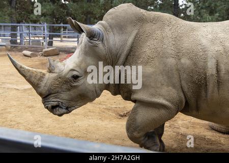 Nahaufnahme eines Nashorns im Zoo Stockfoto