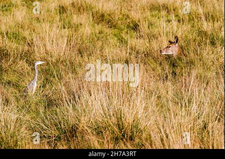 Heron und Red Deer blicken einander Auge in Auge durch langes Gras auf dem Gelände des Tatton Park Knutsford-Keshire-England Stockfoto