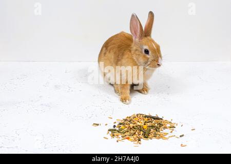 Rotschopf-Ingwerkaninchen sitzt neben dem Essen auf weißem Hintergrund. Platz für eine Inschrift. Stockfoto