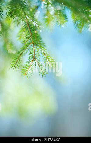Zweige der Fichte (Picea abies). Selektiver Fokus und geringe Schärfentiefe. Stockfoto