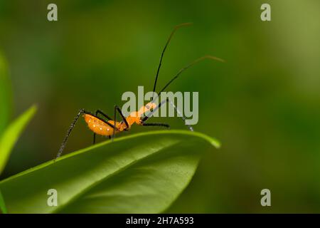 Milkweed Assassin Bug Nymphe Jagd nach kleinen Insekten im Pflanzenlaub. Klassifiziert als echte Bugs in der hemiptera-Ordnung, und häufig in den Amerikas. Stockfoto