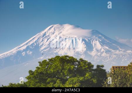 Die Spitze des Berges und der erloschene Vulkan Ararat oder Masis in Armenisch. Eine malerische Baumkrone im Vordergrund und fliegende Vogelschwärme Stockfoto