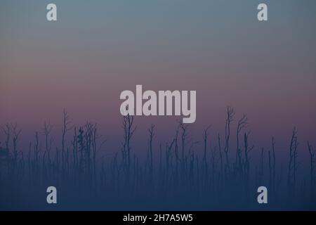 Lila Morgendämmerung im toten Wald Stockfoto