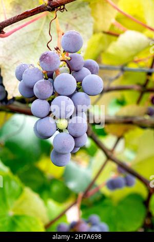 Trauben am Rebstock Stockfoto