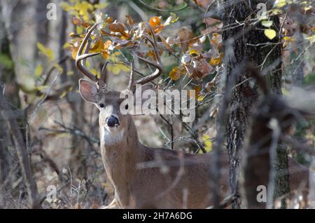 Weißschwanzhirsch, Odocoileus virginianus, Bock Stockfoto