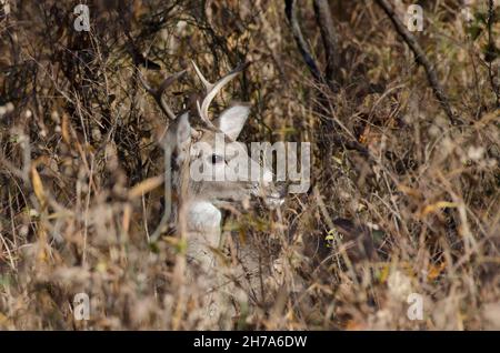 Weißschwanzhirsch, Odocoileus virginianus, Buck, der sich hinlegt und ruht Stockfoto