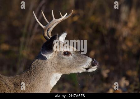 Weißschwanzhirsch, Odocoileus virginianus, Bock Stockfoto