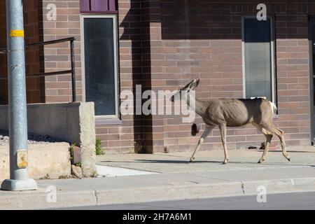 Whitetail-Hirsche, die in der Innenstadt von Rawlins, WY, herumlaufen Stockfoto