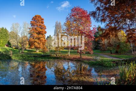 Ein mehrbildiges Panorama der lebendigen Farben um einen Teich im Ness Botanic Gardens in chesshire, das im November 2021 zu sehen war. Stockfoto